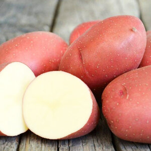 Картофель семенной Любава - Семенной