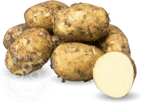 Картофель белый ранний