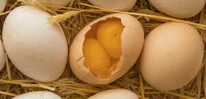 Яйцо куриное (фермерское двухжелтковое) Алми Барановичи
