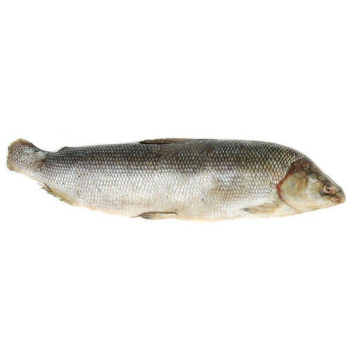 Северная якутская рыба Чир свежемороженый ~от 1 до 3 кг, Якутия Дионис 