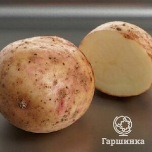 Картофель Аврора 2кг Евроопт Бабиничи