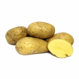 Картофель семенной Ривьера - Семенной Евроопт Береза