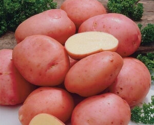 картофель семенной Ред Фэнтази (элита) Евроопт Буда-Кошелево