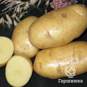 Картофель Чародей 2кг Евроопт Буда-Кошелево