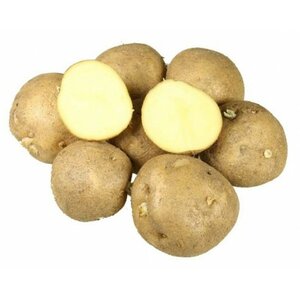 Картофель Семенной Колобок (Суперэлита) (Сетка Евроопт Долгое